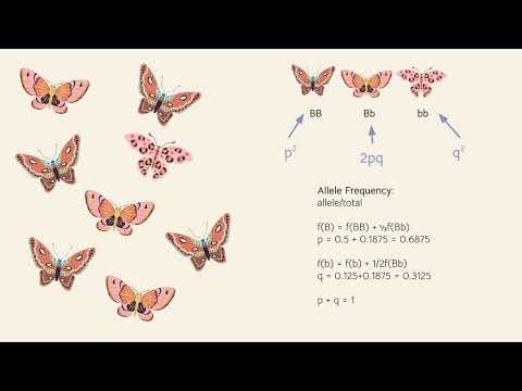 GEN 3020 Video 4 - Fundamentals of Population Genetics