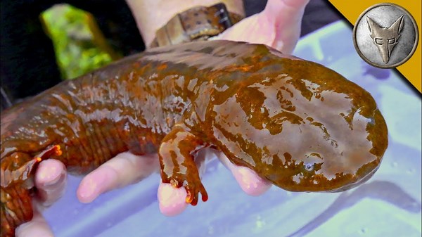 Rare Giant Salamander Discovered in the Wild