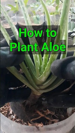 How to Plant Aloe Vera in a Pot | Simple & Fast Guide