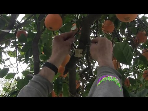 Testing d-CON poison blocks to kill squirrels and rats