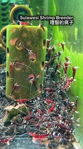 Cheers to one of the most beautiful freshwater shrimps 🦐🦐🦐 by 理智的疯子 (Chinese Sulawesi Shrimp breeder) The Cardinal Shrimp (Caridina dennerli) is a captivating freshwater species endemic to Indonesia's Lake Matano on Sulawesi Island. This ancient lake, known for its clear, nutrient-poor waters, maintains temperatures between 27-30°C (80-86°F). In the aquarium, these shrimp thrive in water conditions that mimic their natural habitat: Temperature: 26-32°C (79-90°F) pH Level: 7.8-8.6 General Hard