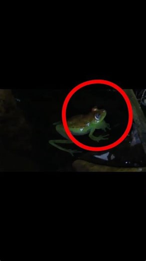 This Frog Is Nervously Croaking… But You Can’t Hear It 🤫🐸 #FrogTok #SilentComedy #ViralShorts