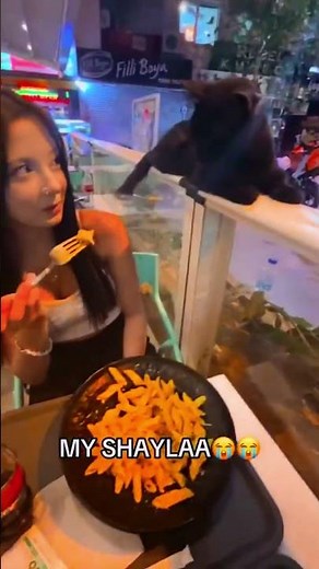 When the Cat Skips Negotiations and Attacks the Plate 😭 #youtubeshorts #catmeme