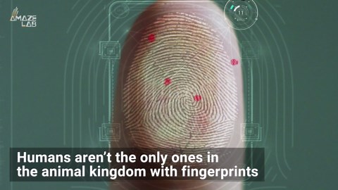 This Animal Has Nearly Identical Fingerprints to Humans!