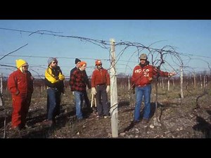 Pruning Grapevines - Grape Video #20