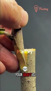 “STOP! Citrus Grafts Keep Failing? THIS Split Cut Saves Your Lemon Tree! 🍋⚠️”