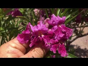 Desert willow, Chilopsis linearis, outside Sedona, Arizona