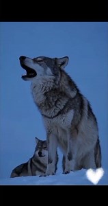 Lone Wolf Howls from the Mountain Peak | Wild Documentary #viral #animalover #animalworld #lion