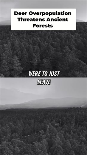 Rewilding is great, but too many deer can destroy a forest! They eat all the new trees, leading to bear patches and eventual forest collapse. Intervention is needed to save the Scots pines. #scotland #outdoors #wildcamping