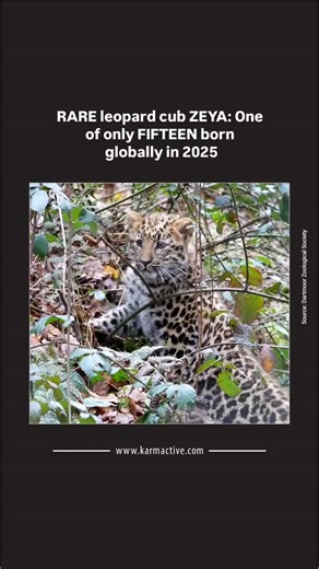 A critically endangered Amur leopard cub explores her habitat at Dartmoor Zoo in Devon, UK. Zeya, who made her public debut in late January, is one of only 15 Amur leopards born globally in 2025. Her parents, Freddo and Lena, are part of a vital conservation breeding program working to protect the world's rarest big cat, with fewer than 120 individuals remaining in the wild. The zoo has been carefully monitoring Zeya's development, and she recently transitioned into the main leopard enclosure al