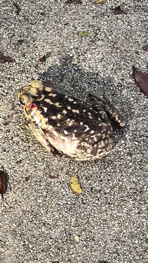Highly toxic Cane Toad #donottouch