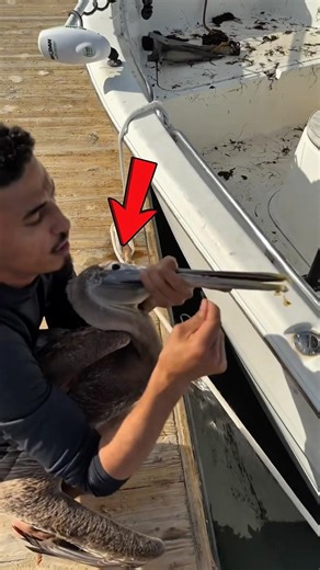 He pinned it down for a reason… 🦢😱