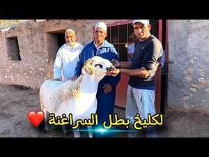 قنبلة الموسم🔥💣|-🎬لكليخ السرغيني🎖يزلزل سوق الفحلة🚨ب120 فحل عالمي🌍ابناء لفحل ديال 12M😱🔥