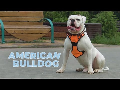 American Bulldog 101 - Breed Information & Facts