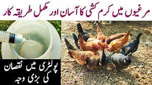 11K views · 877 reactions | Control and Treatment of Worms in Chickens | Deworming Backyard Poultry | Dr. ARSHAD | Dr. Arshad Veterinary Clinic | Facebook