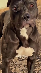 8.4K views · 375 reactions | To maximize muscle development in bully breeds, it is recommended to provide a diet with an optimal protein consumption ranging between 25% to 30% of their total caloric intake. Bully Max formulates all its dog foods within the optimal protein range, specifically tailored to achieve these exceptional results. https://buff.ly/3XfbaTR . . . @Bbel_bullymax | Bully Max | Facebook