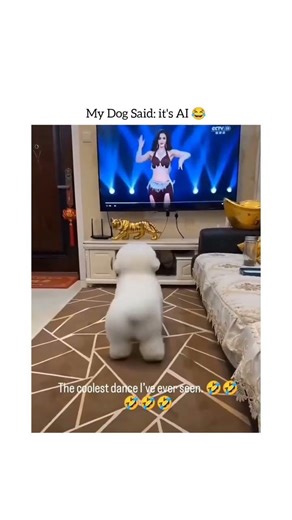 bichon frise dance #short #funnydogvideos it is widely suspected to be enhanced or edited with AI.
