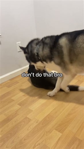 watch my dog teach my puppy a lesson