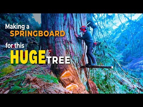9. Cutting, Wedging, Falling and Bucking a Big Tree | Should’ve had my PowerWedge