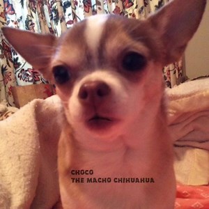 179K views · 11K reactions | Christmas is a stressful time....tap or press white arrow❤️ | Choco the Macho Chihuahua | Facebook