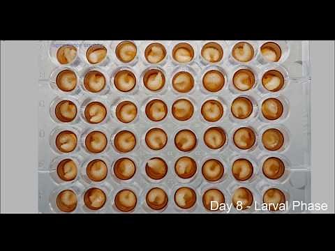 [Amazing] ► TIME LAPSE honeybee larval development in the lab [OECD GD 239]