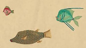 Cosmo Sheldrake - Come Along