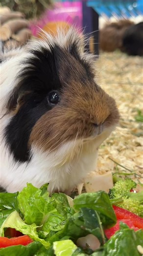 What Guinea Pigs Can Eat: Ultimate Feeding Guide Part 2