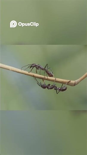 Bullet Ants: Their Complex Colonies and Defense Systems