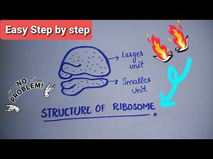 Ribosomes | Structure of Ribosomes | Easy step by step diagram of Ribosomes | Class 9th | Biology
