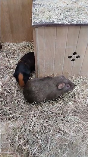 Guinea pigs Fighting 😱cutest animals video #shorts #guineapig #guinea #cute #viral