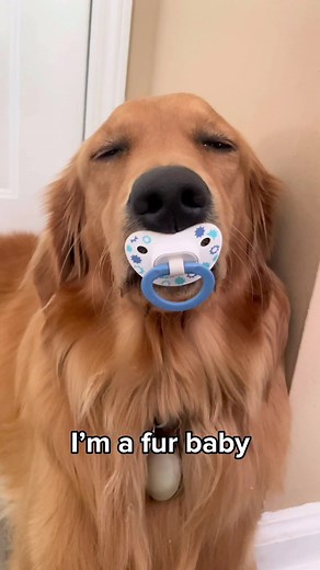 Adorable Golden Retriever Puppy with Pacifier