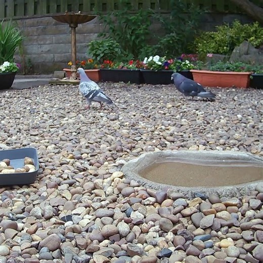 A pigeon trying to romance the ladies with his dance moves