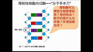 [聿怀中学网课]第1节DNA重组技术的基本工具——限制酶（谢冬娜）