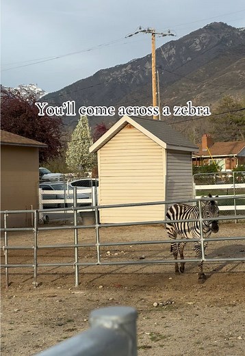 Discover the Draper Zebra: A Hidden Utah Gem