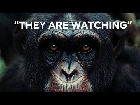 Primates Are Watching You — The Intelligence That Blurs the Line Between Them and Us #untoldnature