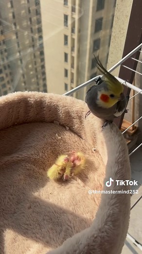 Mastering Cockatiel Singing Training Techniques