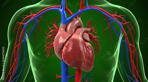 Human Cardiovascular System:Detailed 3D model of the Heart and Major Blood Vessels