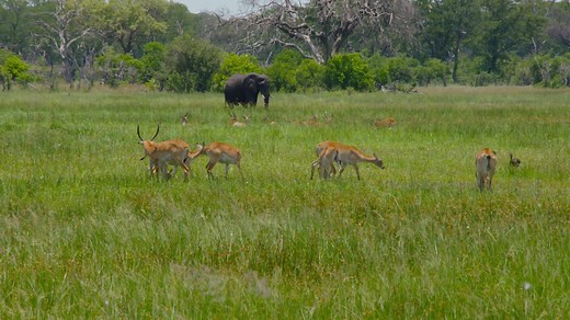 2.8K views · 79 reactions | Natural Selection is fully committed to...