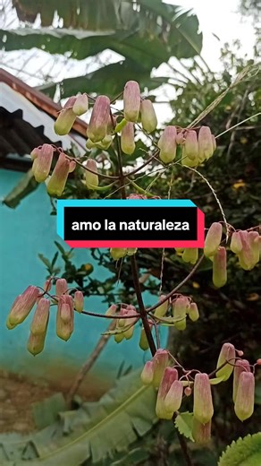 Magia de la naturaleza #naturaleza #campo #flores #vlog