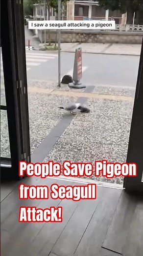 Seagull Tries to Eat Pigeon — But Humans Step In! #viralvideo #birdslover #birdslife