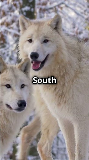 Why Are There No Wolves in South America??
