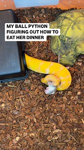 15K views · 352 reactions | Watch my Ball Python figure out how to eat her dinner | BALLS of FURY | Facebook