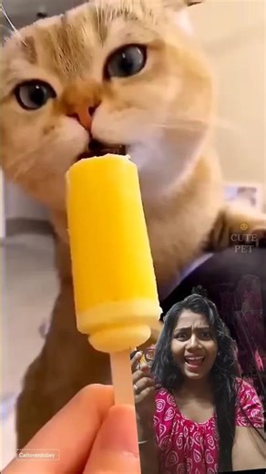 Cat eating ice-cream 🤤🍨#cute #cat #shortvideos #shorts #youtubeshorts #funny #coolvideo #catvideos