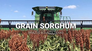 Sorghum | Ag in the Classroom