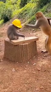 Monkey Construction Crew Gone Wrong! 🐒🔨 #MonkeyBusiness #PrimateProblems #WorkplaceChaos #AnimalAntics | Nas Ai