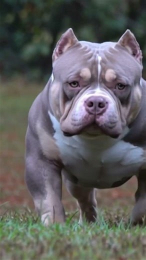 American bully Drip! #americanbully #puppy #dog #doglife #pocketbully