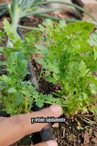 no arranques el cilantro mejor cosechalo así | Todo sobre huertos