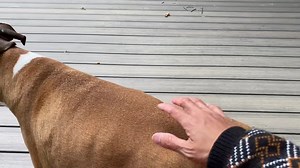 Mia wants a new Boxer Puppy 😞 #miadagangwithemily | Mia & Da Gang With Emily