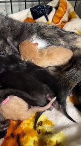 Meet Mama Ritz! Out of pure desperation, she found her way onto a front porch in Nashville, TN, and gave birth to 6 kittens in the middle of the dead heat. She was brought into True Rescue yesterday, and has now left for her foster home today, and is enjoying the comforts of air conditioning and soft blankets, as you can see. We have SO many out there like this mama that need help. If you have a spare room that you can "spare", we need fosters for pregnant and nursing mama cats. We also have a h