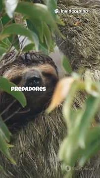 Curiosidades Surpreendentes sobre o Bicho-Preguiça!